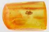 Detailed Fossil Spider (Araneae) In Baltic Amber #325441-1